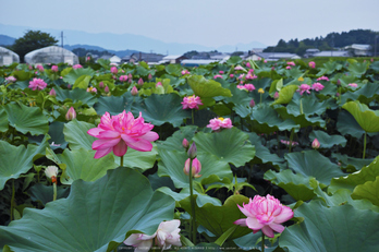 明日香,ハス(SDIM0469,F5,dp2)2014yaotomi_.jpg