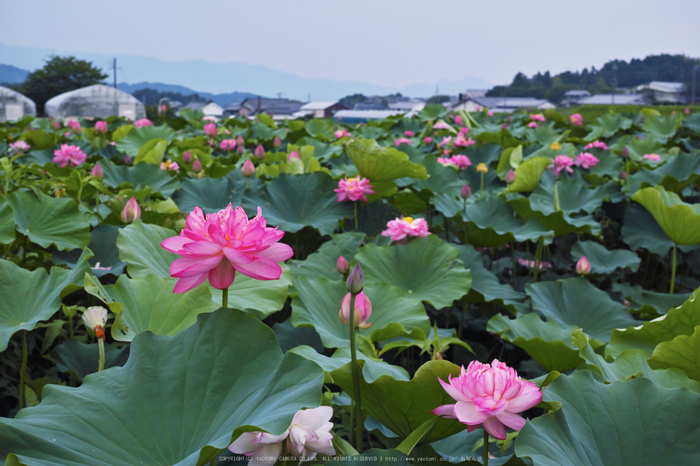 明日香,蓮(SDIM0469,F5,dp2Q)2014yaotomi_.jpg