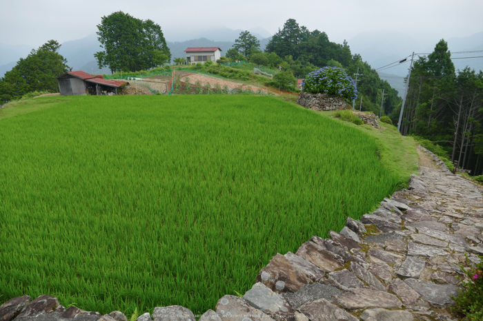 果無集落,紫陽花(FZ1000,P1000241_F3.9_9.12mm)2014yaotomi_.jpg