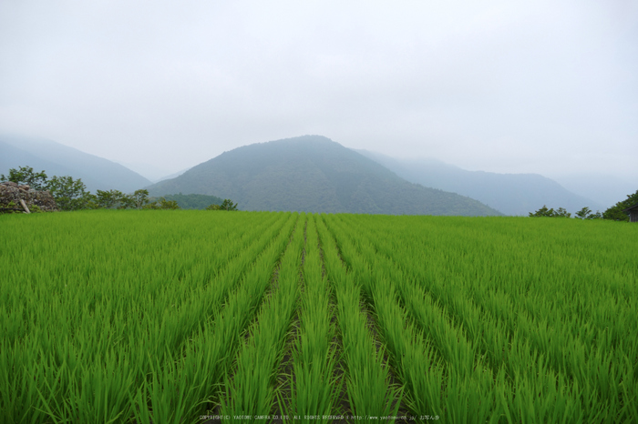 果無集落,紫陽花(FZ1000,P1000265_F3.8_9.12mm)2014yaotomi_.jpg