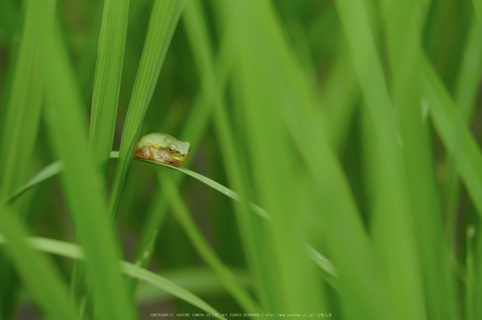 果無集落,紫陽花(FZ1000,P1000269_F4.5_146mm)2014yaotomi_.jpg