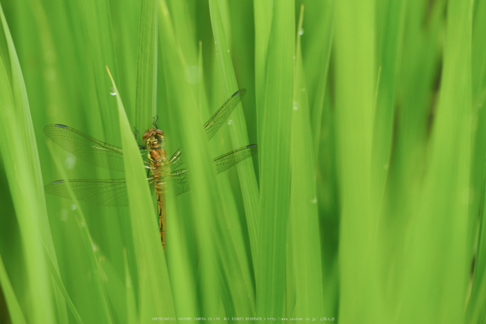 果無集落,紫陽花(FZ1000,P1000276_F4.5_146mm)2014yaotomi_.jpg