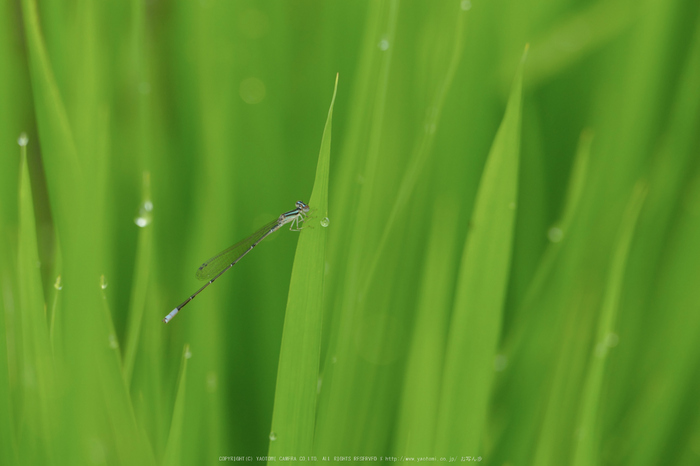 果無集落,紫陽花(FZ1000,P1000278_F4.5_146mm)2014yaotomi_.jpg