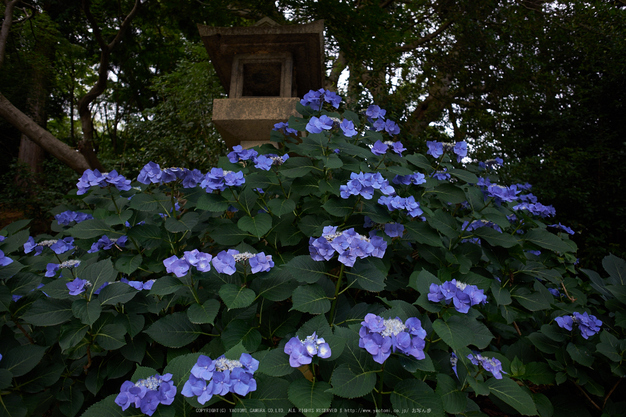 柳谷観音,あじさい(DSCF6577,F3.2,XT1)2014yaotomi_.jpg