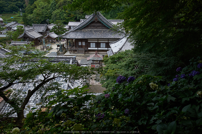 柳谷観音,あじさい(DSCF6579,F6.4,XT1)2014yaotomi_.jpg