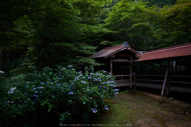 柳谷観音,あじさい(DSCF6625,F3.2,XT1)2014yaotomi_.jpg