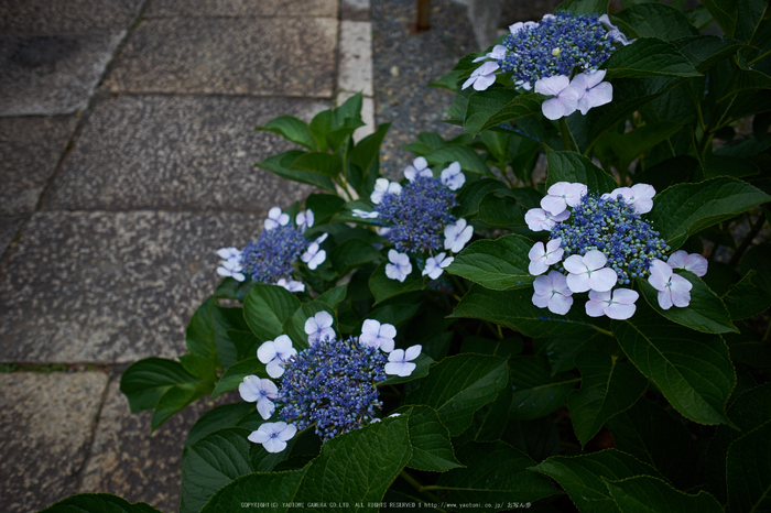 柳谷観音,あじさい(DSCF6690,F2.8,XT1)2014yaotomi_.jpg