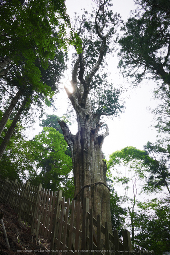 玉置神社,茅の輪(FZ1000,P1000334,9.12mm,F5.6)2014yaotomi_ (1) .jpg