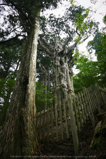 玉置神社,茅の輪(FZ1000,P1000338,9.12mm,F5.6)2014yaotomi_.jpg