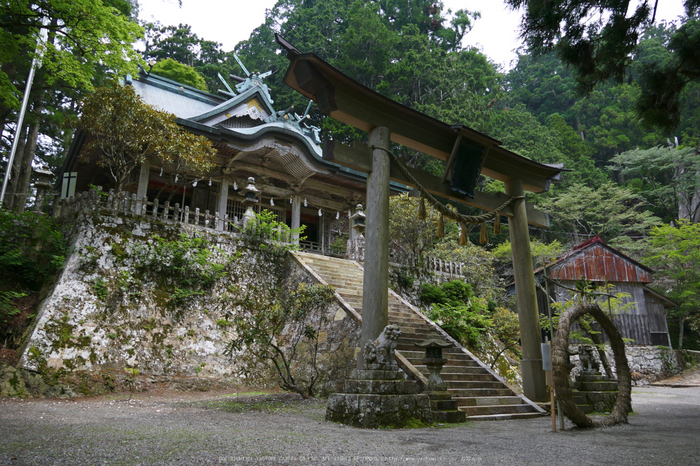 玉置神社,茅の輪(FZ1000,P1000358_F4_9.12mm)2014yaotomi_.jpg