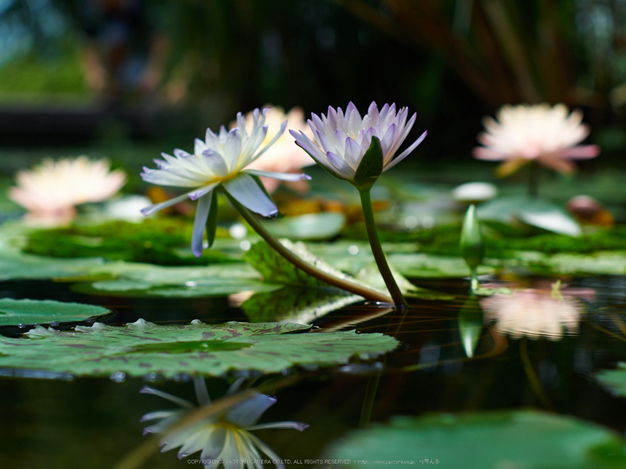 神戸どうぶつ王国,夏(P7210232,50mm,OMD,EM1)2014yaotomi_.jpg