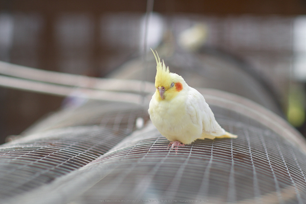 神戸どうぶつ王国,夏(P7210432,50mm,OMD,EM1)2014yaotomi_.jpg