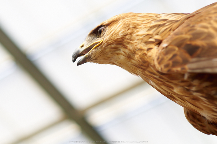 神戸どうぶつ王国,夏(P7210463,50mm,OMD,EM1)2014yaotomi_.jpg