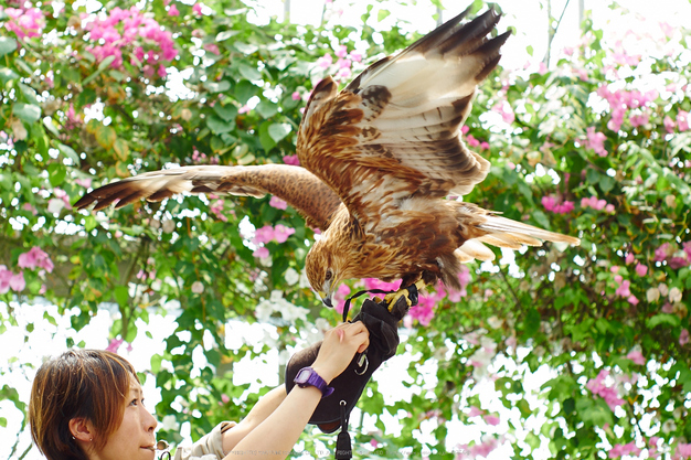 神戸どうぶつ王国,夏(P7210469,50mm,OMD,EM1)2014yaotomi_.jpg