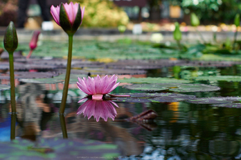 神戸どうぶつ王国,夏(P7210551,50mm,OMD,EM1)2014yaotomi_.jpg