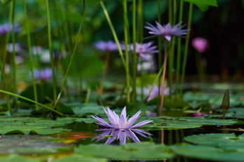 神戸どうぶつ王国,夏(P7210555,50mm,OMD,EM1)2014yaotomi_.jpg