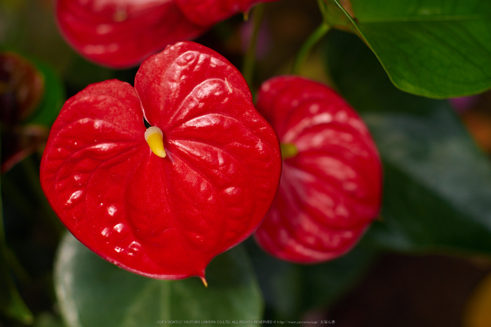 神戸どうぶつ王国,夏(P7210560,50mm,OMD,EM1)2014yaotomi_.jpg