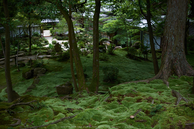 西明寺,湖東三山(DSCF6927,F4,XT1)2014yaotomi_.jpg