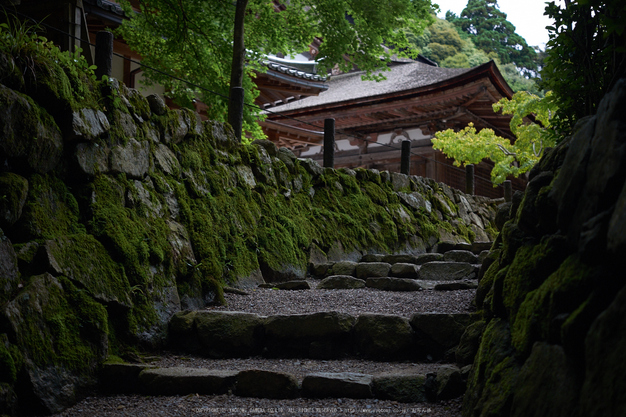 西明寺,湖東三山(DSCF6930,F2.8,XT1)2014yaotomi_.jpg