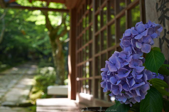 金剛輪寺,あじさい(DSCF6726,F5,XT1)2014yaotomi_.jpg