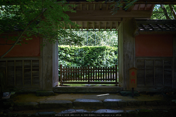 金剛輪寺,あじさい(DSCF6732,F2.8,XT1)2014yaotomi_.jpg