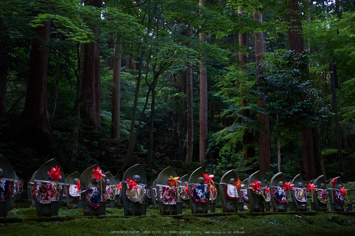 金剛輪寺,あじさい(DSCF6746,F3.6,XT1)2014yaotomi_.jpg