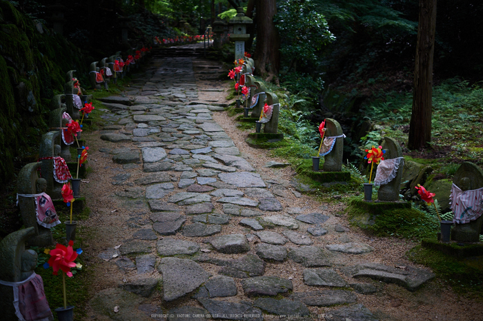 金剛輪寺,あじさい(DSCF6769,F2.8,XT1)2014yaotomi_.jpg