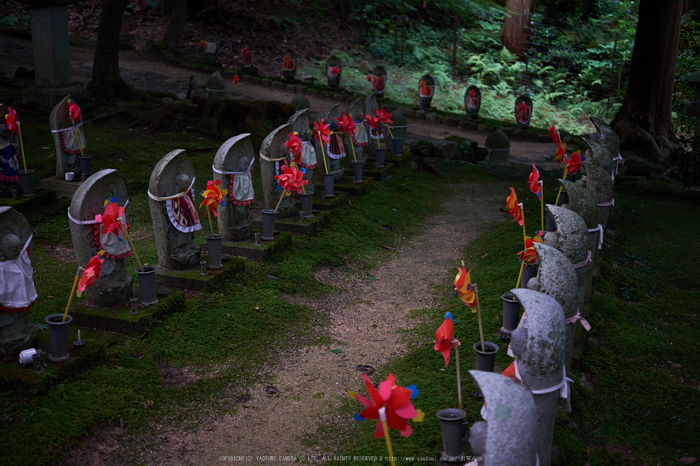 金剛輪寺,あじさい(DSCF6775,F2.8,XT1)2014yaotomi_.jpg