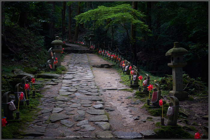 金剛輪寺,あじさい(DSCF6781,F2.8,XT1)2014yaotomi_Top.jpg