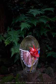 金剛輪寺,あじさい(DSCF6793,F2.8,XT1)2014yaotomi_.jpg