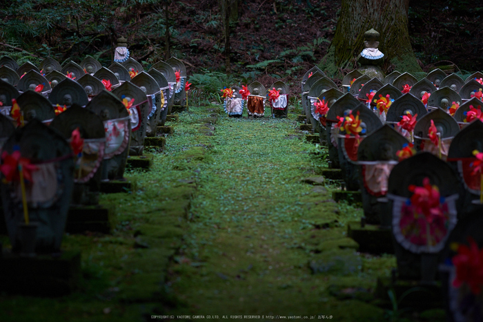 金剛輪寺,あじさい(DSCF6799,F2.4,XT1)2014yaotomi_.jpg