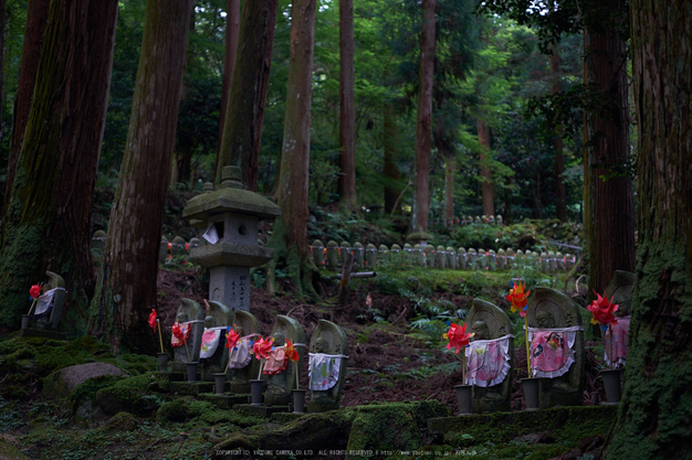 金剛輪寺,あじさい(DSCF6807,F2.8,XT1)2014yaotomi_.jpg