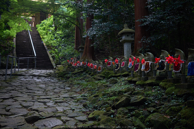 金剛輪寺,あじさい(DSCF6827,F2.8,XT1)2014yaotomi_.jpg