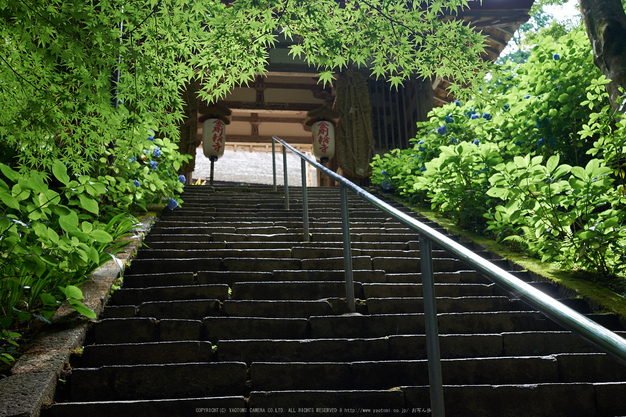 金剛輪寺,あじさい(DSCF6833,F5.6,XT1)2014yaotomi_.jpg