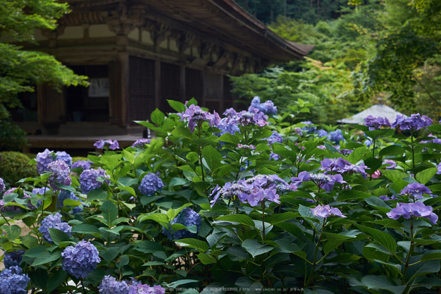 金剛輪寺,あじさい(DSCF6856,F4.5,XT1)2014yaotomi_.jpg