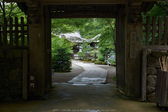 金剛輪寺,あじさい(DSCF6876,F4,XT1)2014yaotomi_.jpg