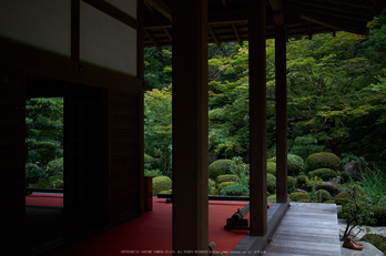 金剛輪寺,あじさい(DSCF6891,F2.8,XT1)2014yaotomi_.jpg