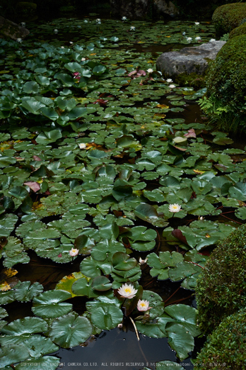 金剛輪寺,あじさい(DSCF6892,F5,XT1)2014yaotomi_.jpg