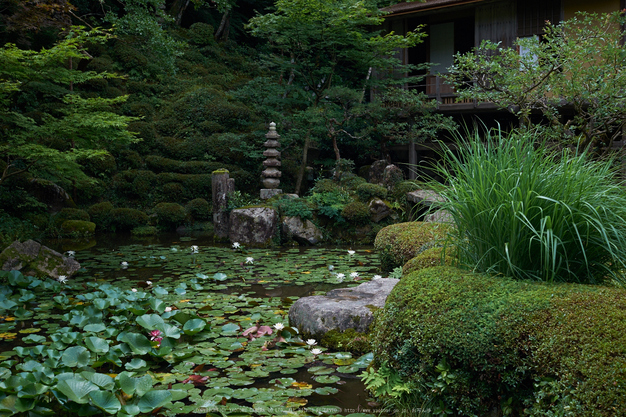 金剛輪寺,あじさい(DSCF6893,F5,XT1)2014yaotomi_.jpg