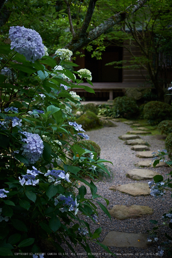 金剛輪寺,あじさい(DSCF6895,F2.8,XT1)2014yaotomi_.jpg