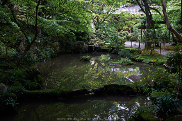 金剛輪寺,あじさい(DSCF6904,F4.5,XT1)2014yaotomi_.jpg