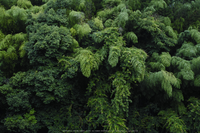 高野山,6月(SDIM0050,F2.8)2014yaotomi_.jpg