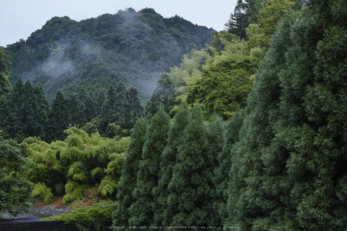 高野山,6月(SDIM0055,F5.6)2014yaotomi_.jpg