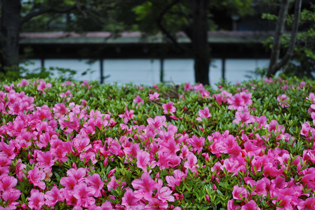 高野山,6月(SDIM0202,F2.8)2014yaotomi_.jpg