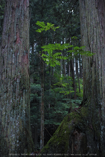 高野山,6月(SDIM0215,F2.8)2014yaotomi_.jpg