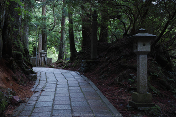 高野山,6月(SDIM0217,F2.8)2014yaotomi_.jpg