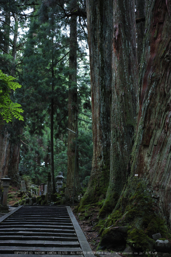 高野山,6月(SDIM0222,F2.8)2014yaotomi_.jpg