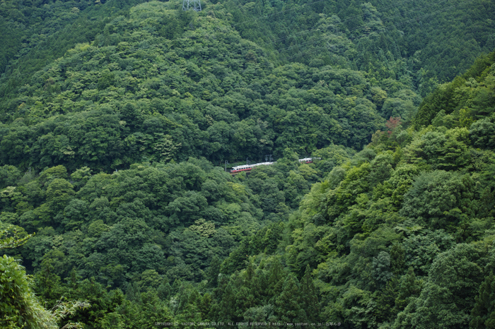 高野山,6月(SDIM0239,F3.5)2014yaotomi_.jpg