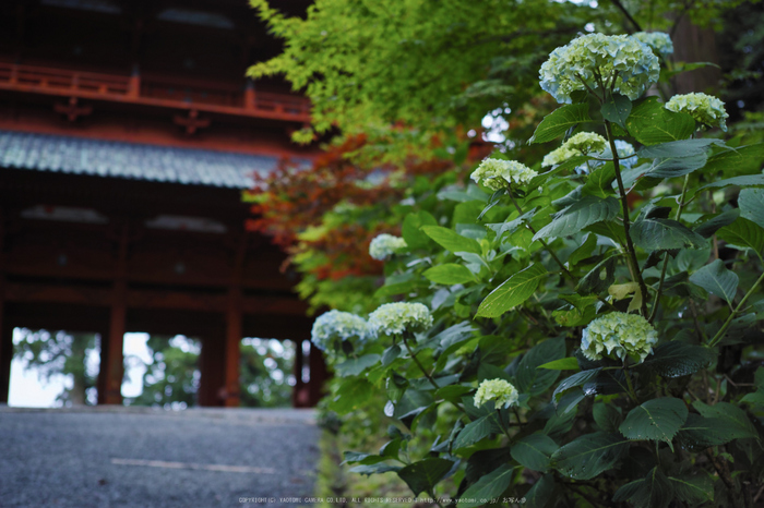 高野山.DP2,Quattro(SDIM0072,2.8)2014yaotomi_.jpg