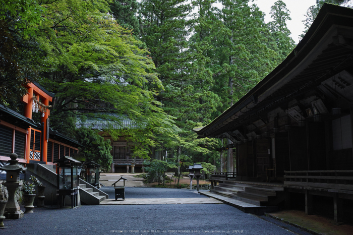 高野山.DP2,Quattro(SDIM0107,4.5)2014yaotomi_.jpg